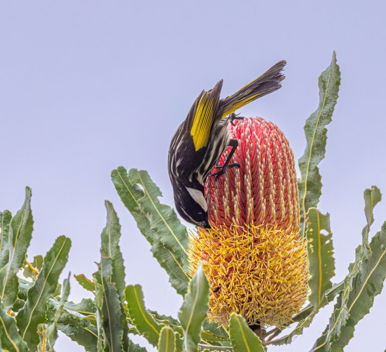 Nectar in Banksia flowers is very attractive to many birds including White-cheeked Honeyeaters