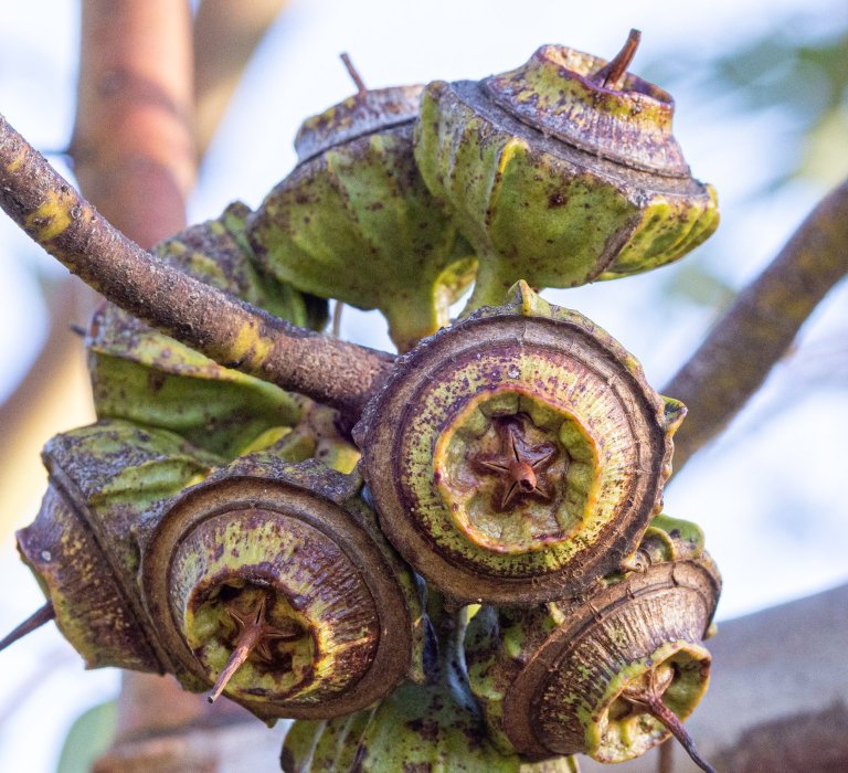 Guides’ plant of the month for June – Eucalyptus youngiana Image