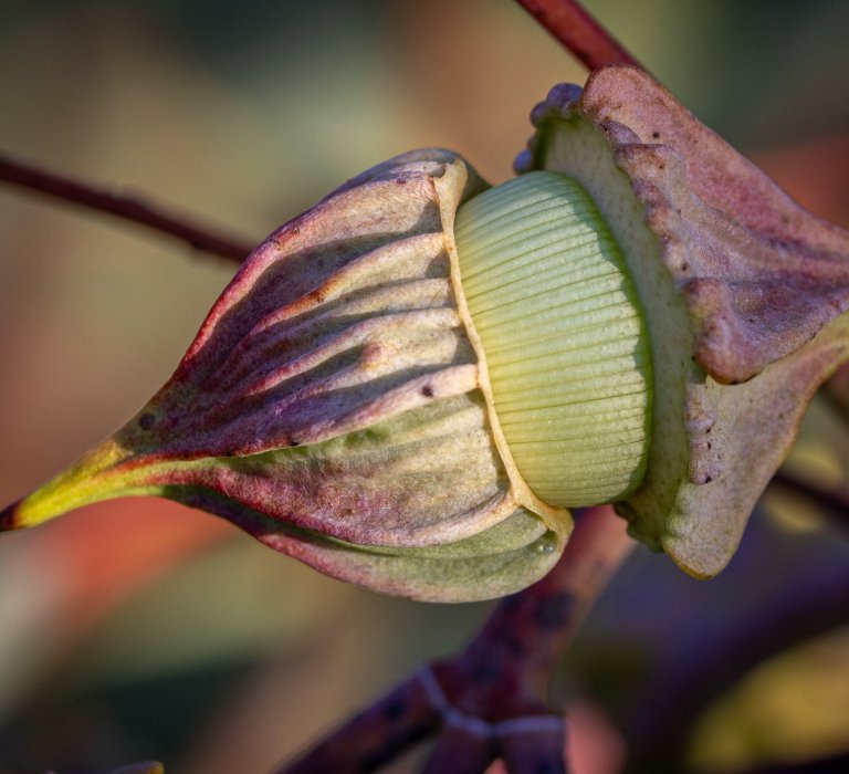 Guides’ plant of the month for June – Eucalyptus youngiana Image