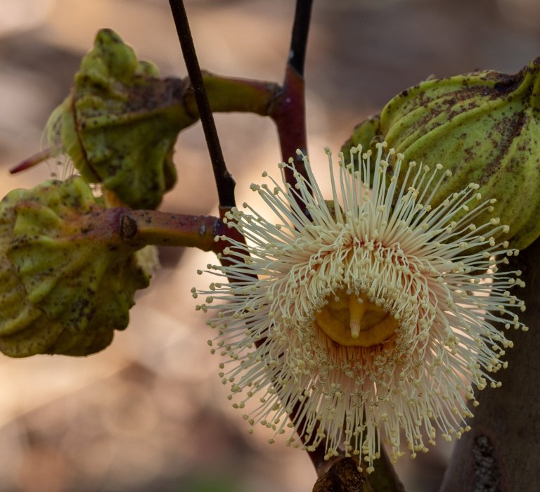 Guides’ plant of the month for June – Eucalyptus youngiana Image
