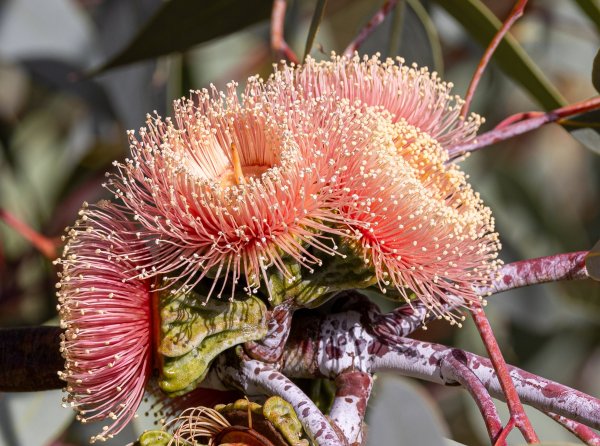 Guides’ plant of the month for June – Eucalyptus youngiana Image