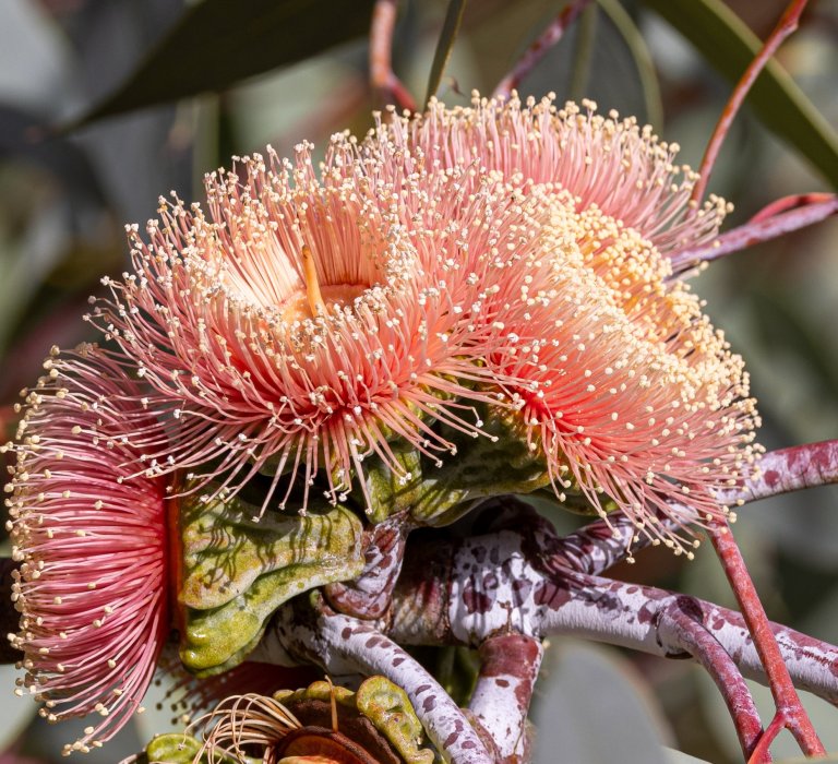 Guides’ plant of the month for June – Eucalyptus youngiana Image