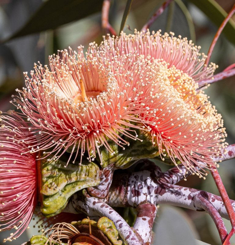 Guides’ plant of the month for June – Eucalyptus youngiana Image