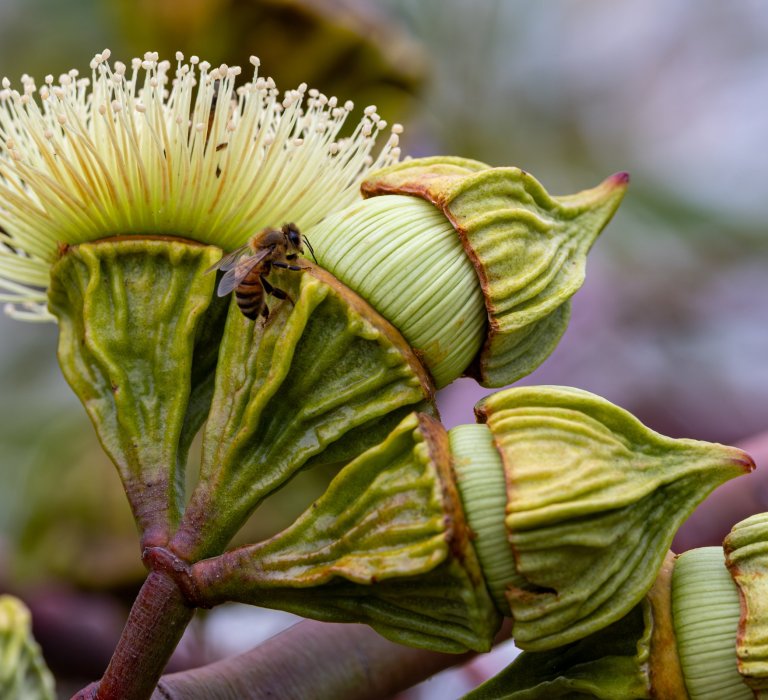 Guides’ plant of the month for June – Eucalyptus youngiana Image