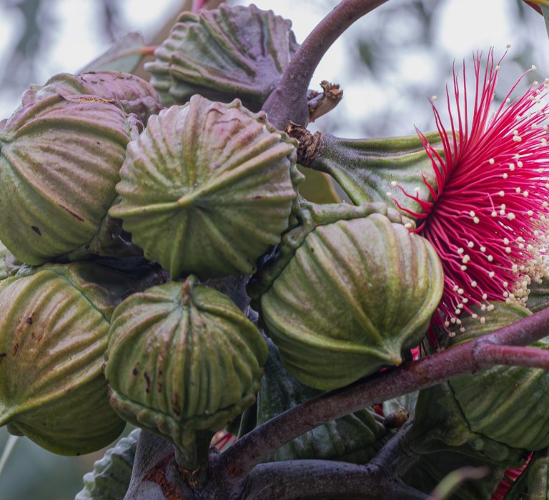 Guides’ plant of the month for June – Eucalyptus youngiana Image