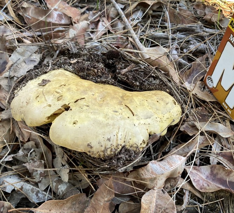Guide’s fungus of the month Image