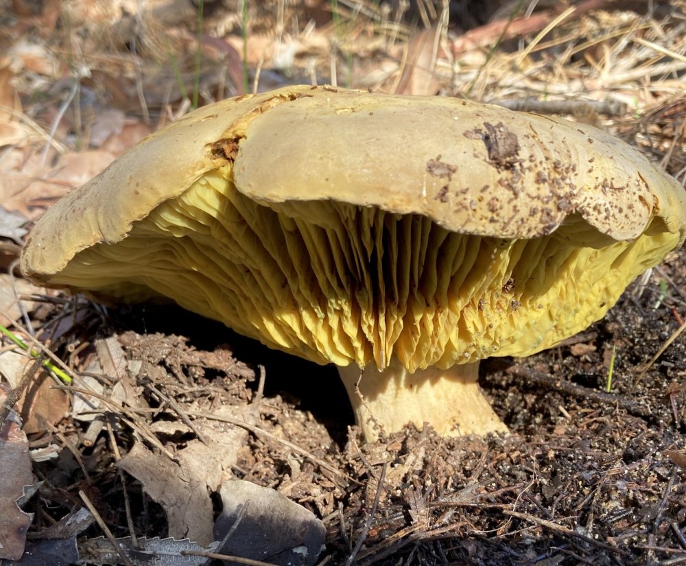 Guide’s fungus of the month Image