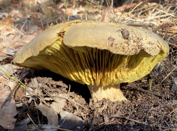 Guide’s fungus of the month Image