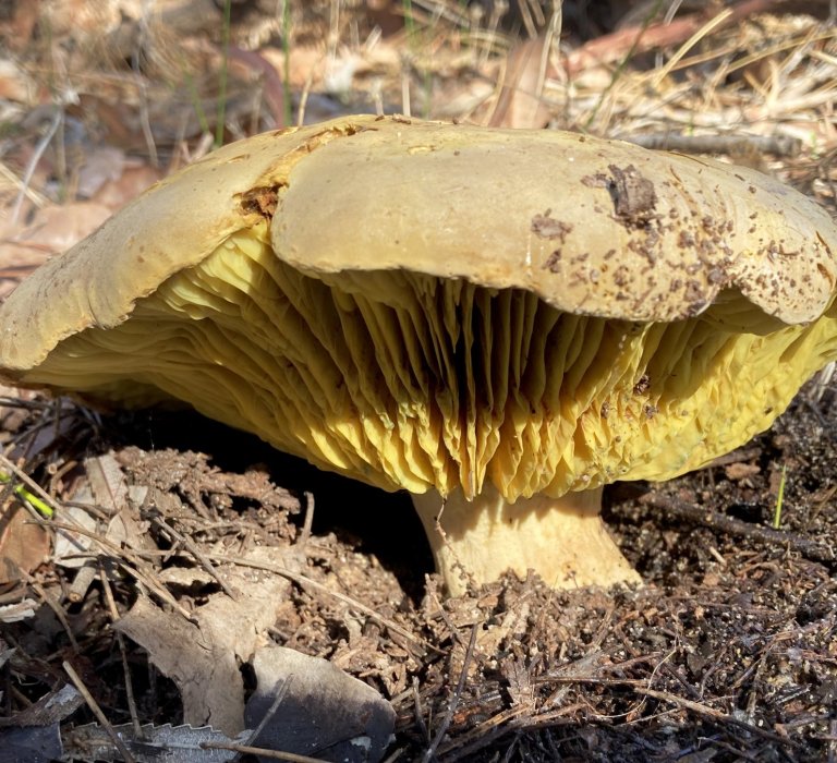 Guide’s fungus of the month Image