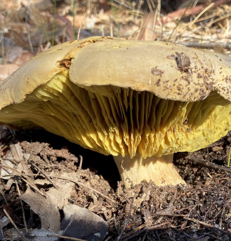 Guide’s fungus of the month Image