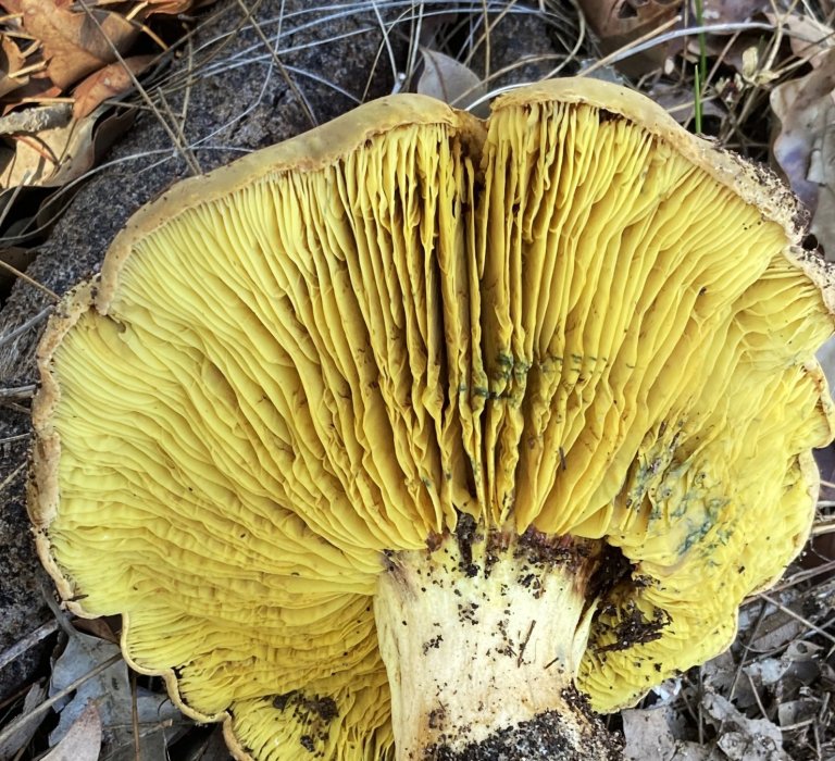 Guide’s fungus of the month Image