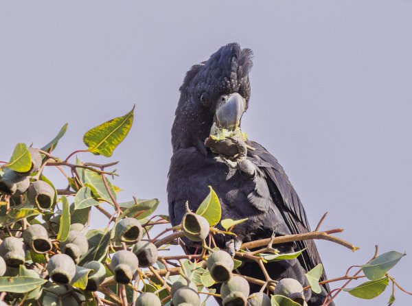 Birds Image