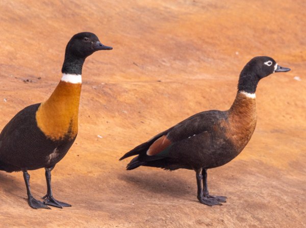 Birds Image