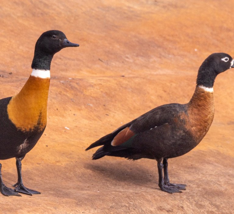 KPG_Birds_Shelduck pair