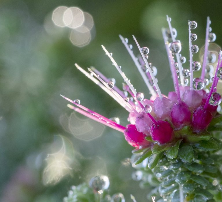 Winter rains bring the bushland to life Image