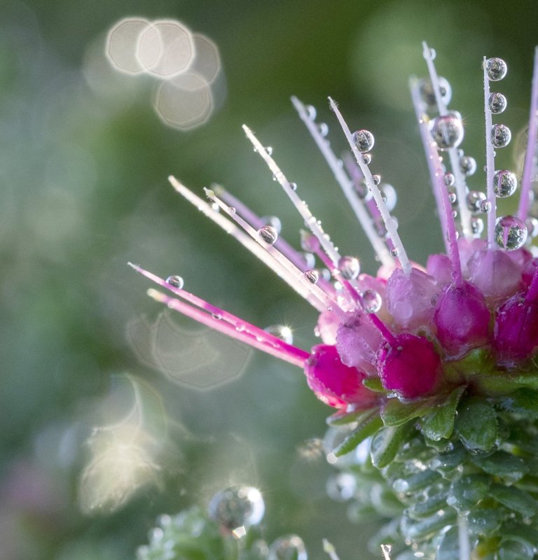 Discover the stunning beauty of our wildflowers Image