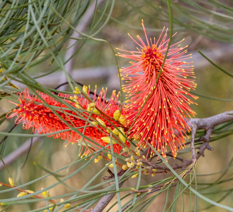 Guides’ plant of the month for July Image