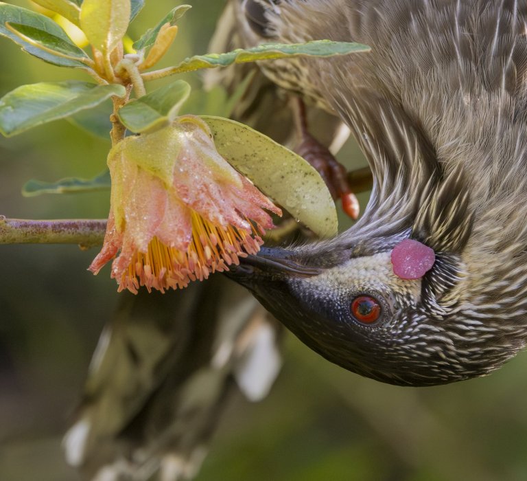 The wild rose or Diplolaena grandiflora is a popular nectar source for honeyeaters