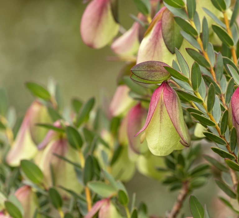 Beautiful Qualup Bell flowering now in the Botanic Gardens Image