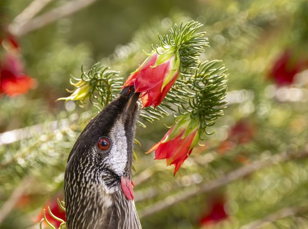 Birds Image