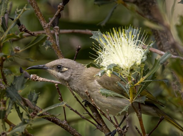 Birds Image