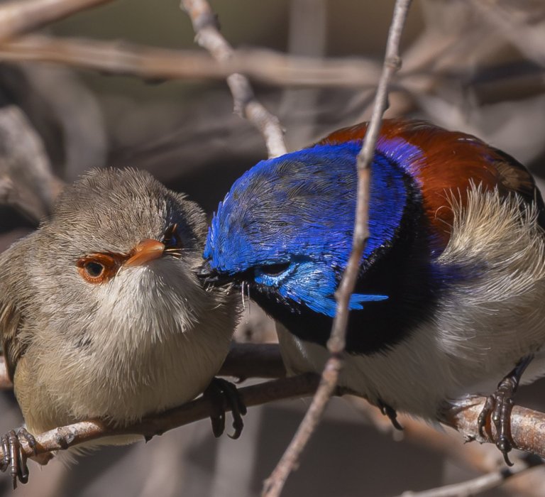 KPG_Birds_Purple-backed fairy wren couple