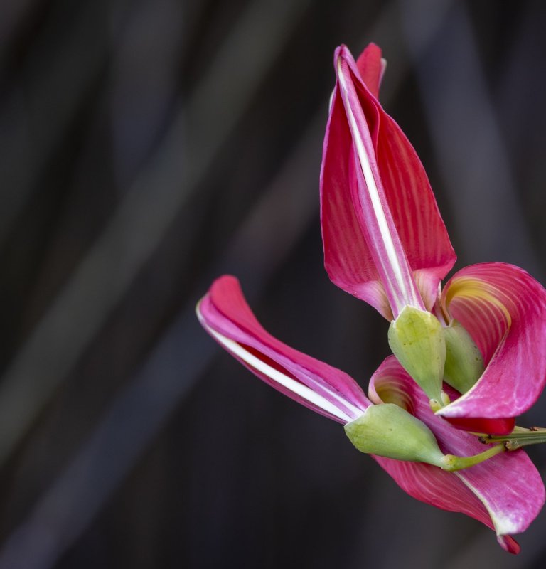 Discover the stunning beauty of our wildflowers Image