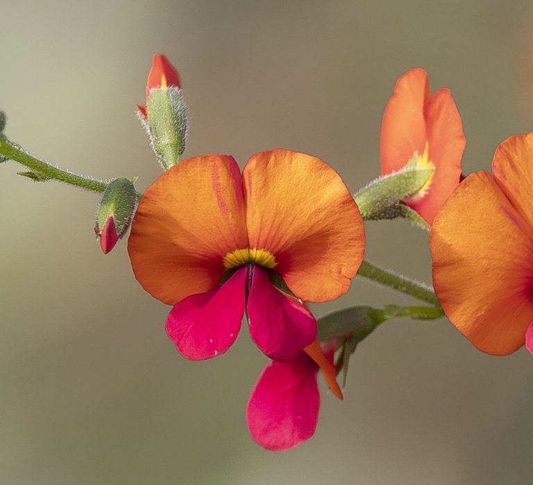 Guides’ plant of the month for August Image