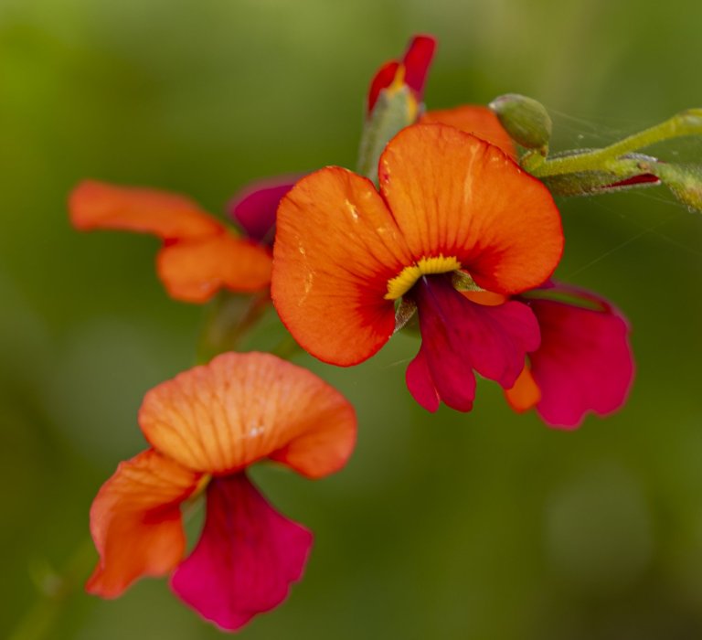 Guides’ plant of the month for August Image