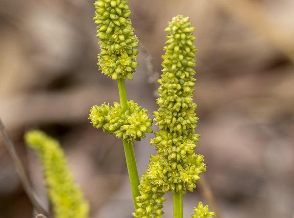 Seasonal Walks Image