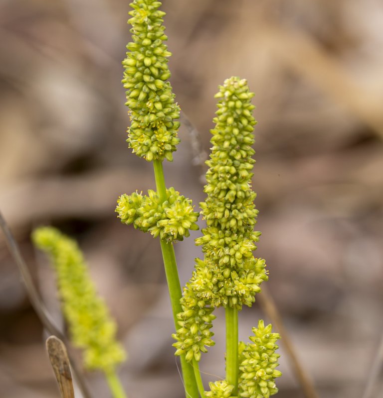 Seasonal Walks Image