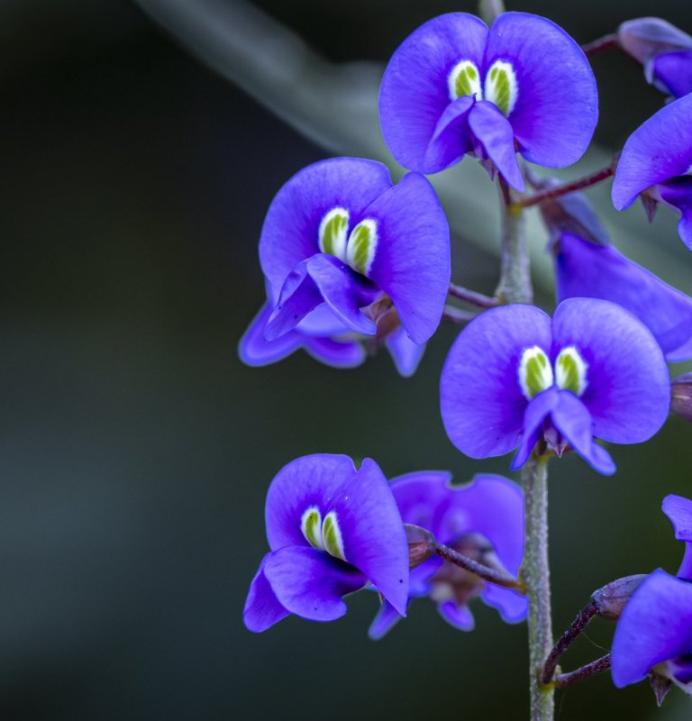 Discover the stunning beauty of our wildflowers Image