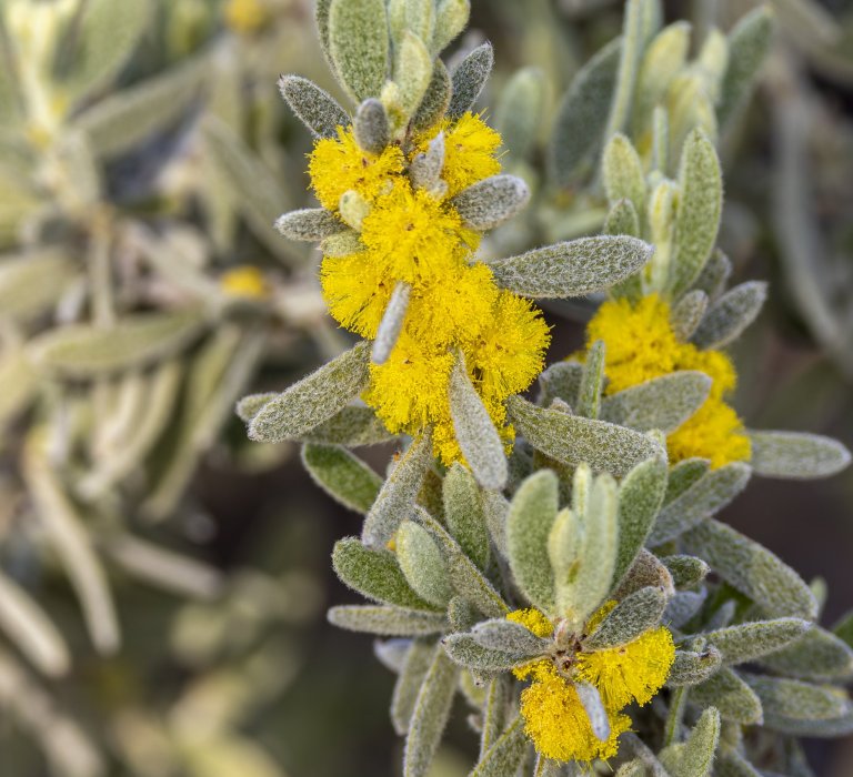 Celebrate National Wattle Day! Image
