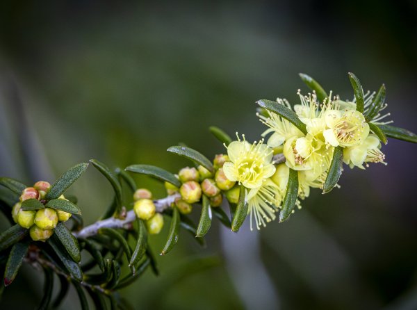 Flowers Image
