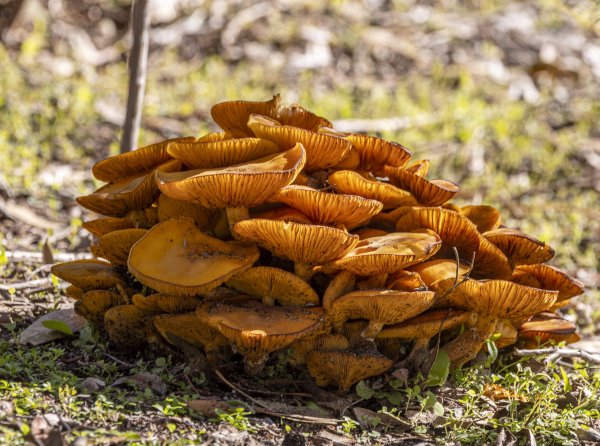 Fungi Image