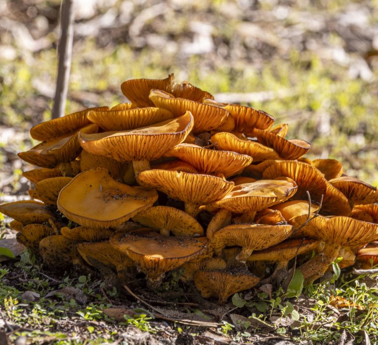 Fabulous Fungi Foray Image
