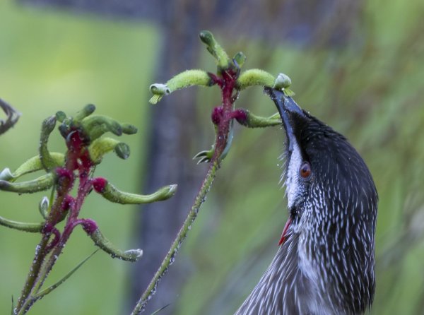 Birds Image