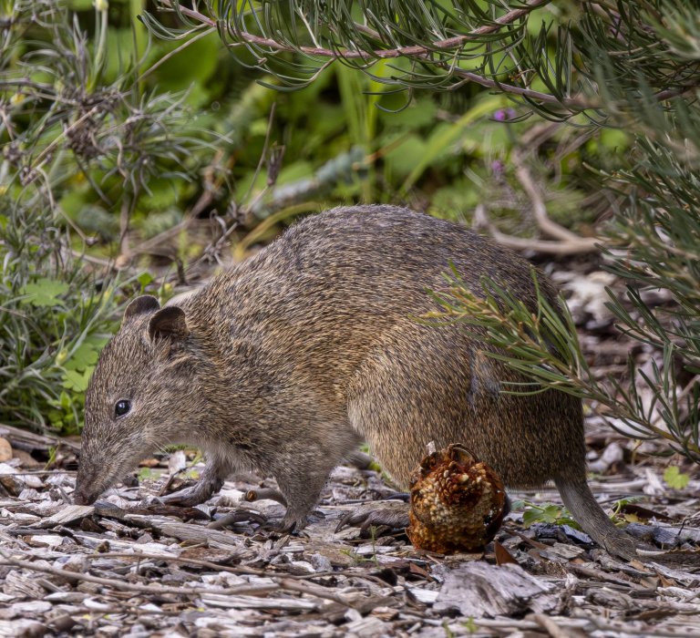 Treading Softly: Mindfully Meeting Nature in Kings Park Image