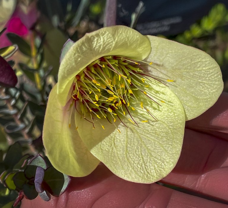 Beautiful Qualup Bell flowering now in the Botanic Gardens Image
