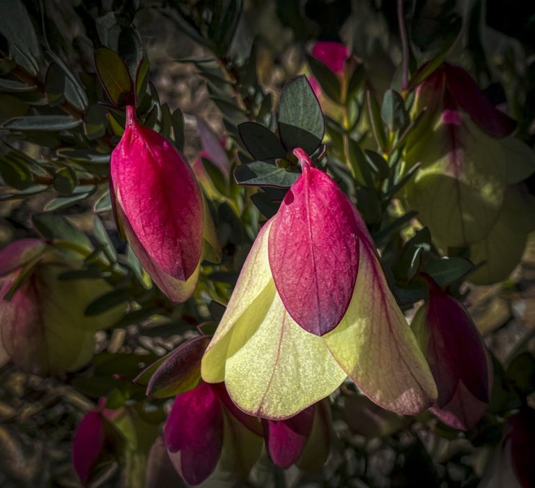 Beautiful Qualup Bell flowering now in the Botanic Gardens Image