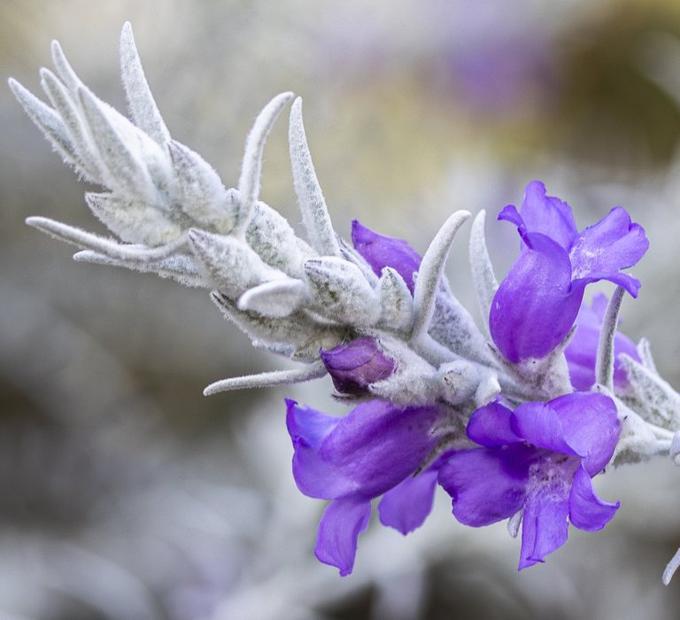 Guides’ plant of the month for September Image