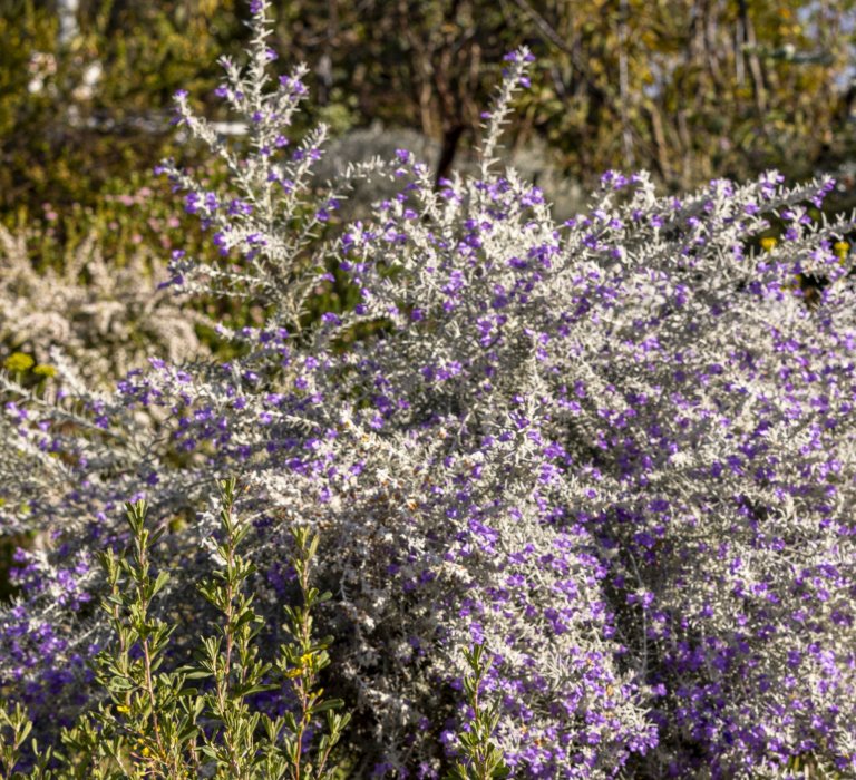 Guides’ plant of the month for September Image