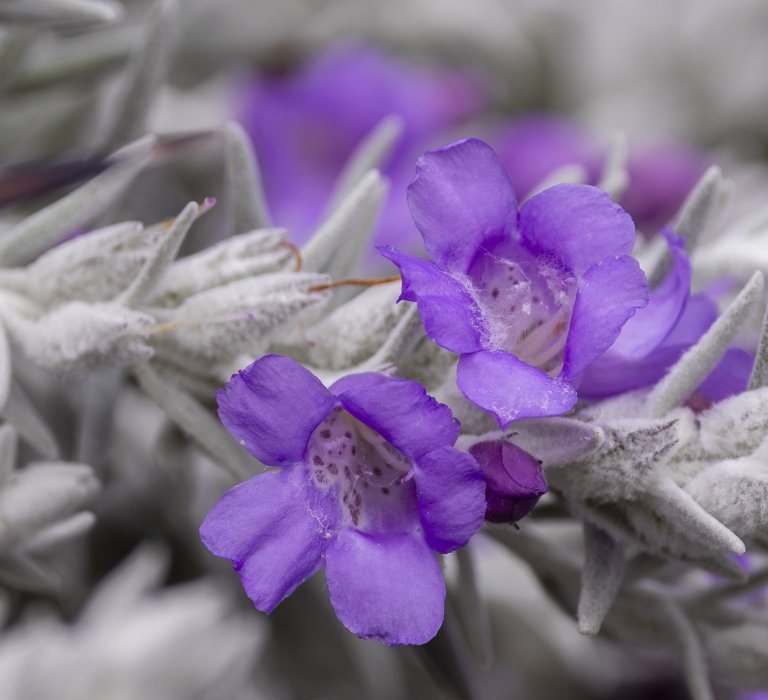 Guides’ plant of the month for September Image