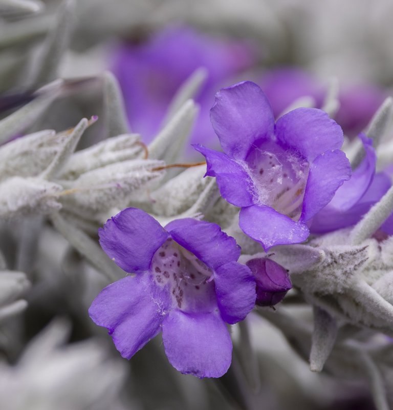 Guides’ plant of the month for September Image