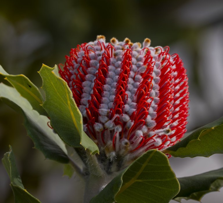 Everlasting Kings Park Festival launches today! Image