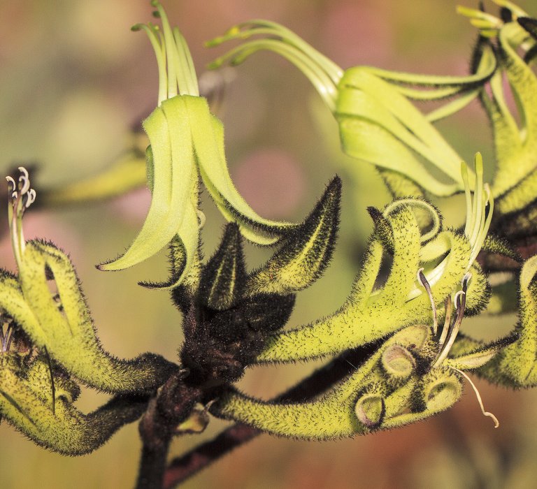 Guides’ plant of the month for October Image