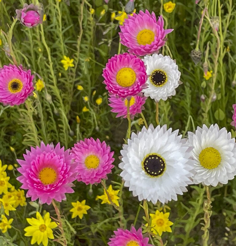 Discover the stunning beauty of our wildflowers Image