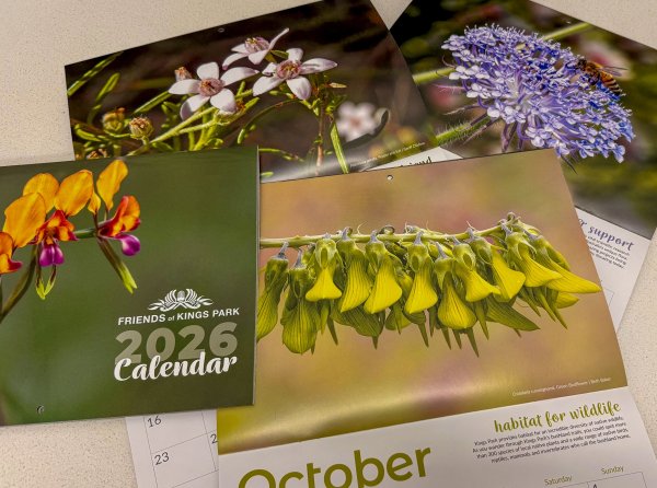 Friends of Kings Park 2026 calendar now available Image