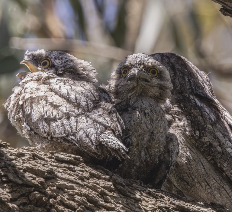 Spot the Australian Bird of the Year in Kings Park! Image
