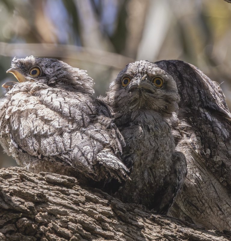 Spot the Australian Bird of the Year in Kings Park! Image